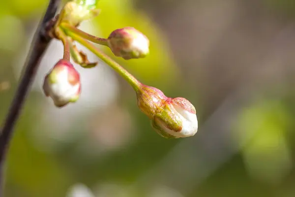 Krásné Třešňové květy je slunečný den, příroda — Stock fotografie