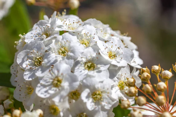 Primer plano de la flor del arbusto de la corona nupcial spirea, fondo floral —  Fotos de Stock