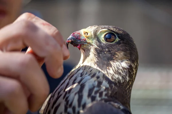 Een mens voedt een Valk met een duif vlees — Stockfoto