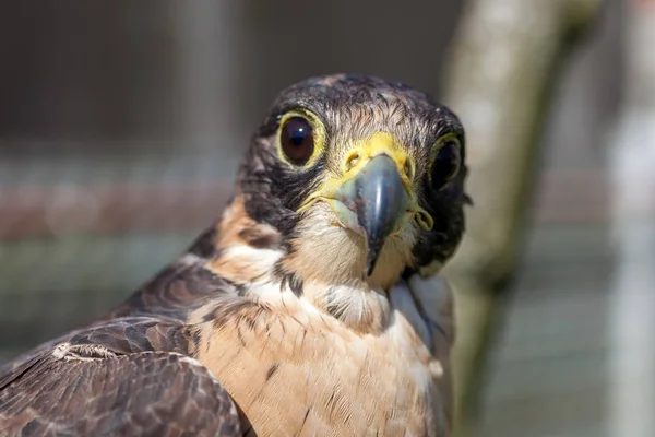 Sguardo attento di un falco alla ricerca di una possibile preda — Foto Stock