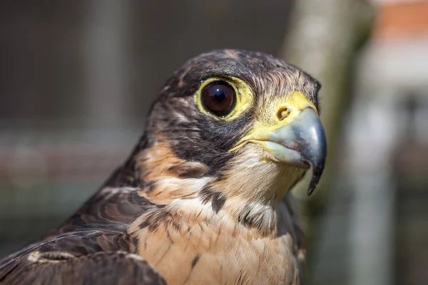 Vorsichtiger Blick eines Habichts auf der Suche nach einer möglichen Beute — Stockfoto