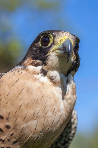 Zorgvuldige blik van een havik op zoek naar een mogelijke prooi — Stockfoto