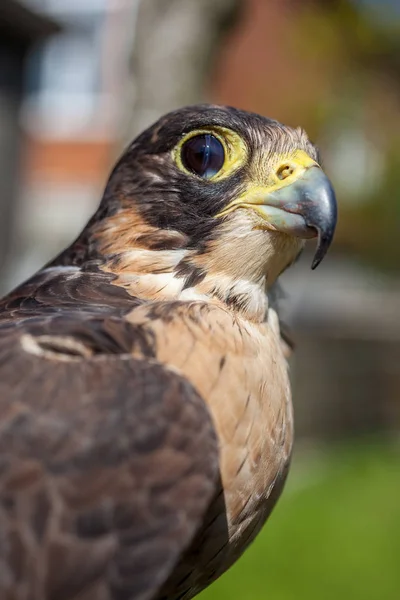 Sguardo attento di un falco alla ricerca di una possibile preda — Foto Stock