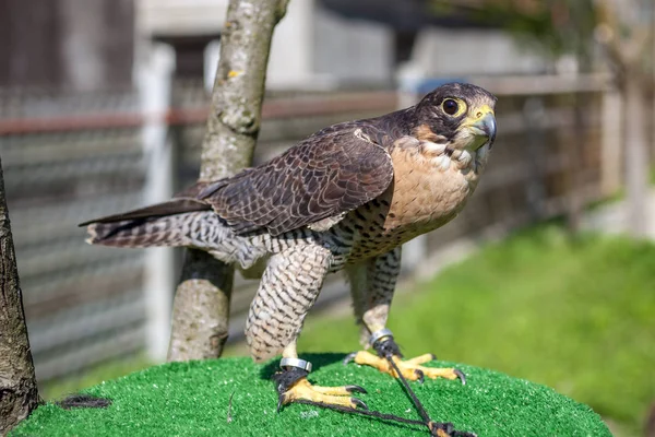 Falcon на Falcon базару Міна, Хижі птахи — стокове фото