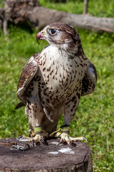 Falcon з криваві дзьоб після їжі — стокове фото