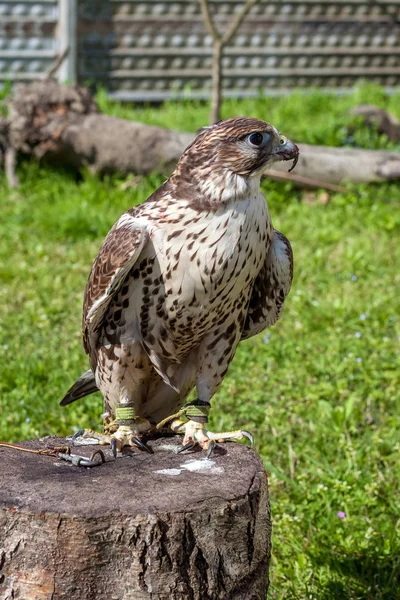 Falco con un becco insanguinato dopo un pasto — Foto Stock