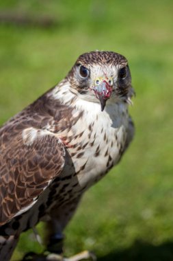 Yemekten sonra kanlı bir Gaga ile Şahin