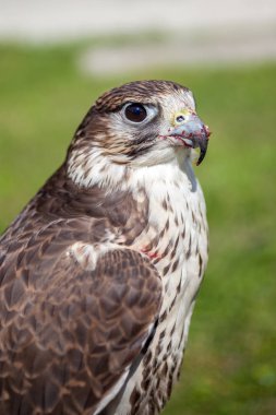 Yemekten sonra kanlı bir Gaga ile Şahin