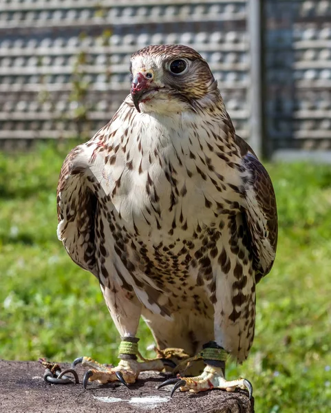 Falco con un becco insanguinato dopo un pasto — Foto Stock