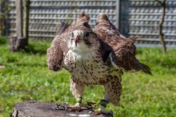 Falco con un becco insanguinato dopo un pasto — Foto Stock