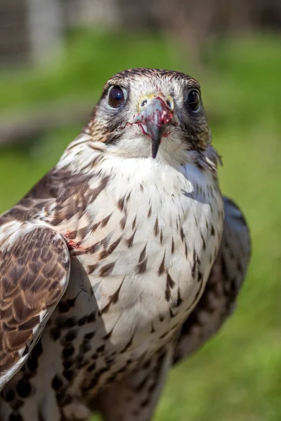 Falco con un becco insanguinato dopo un pasto — Foto Stock