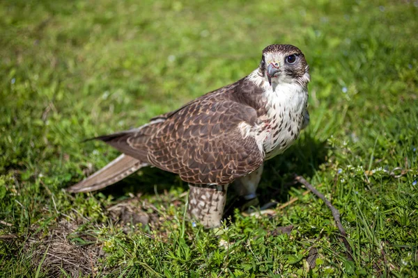 Falcon met een bloedige snavel na een maaltijd — Stockfoto
