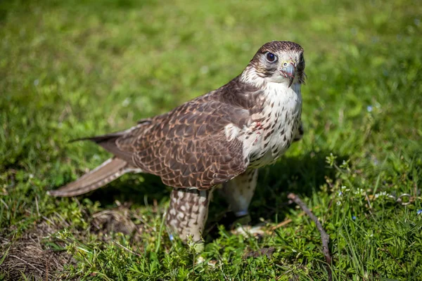 Falcon with a bloody beak after a meal — Stock Photo, Image