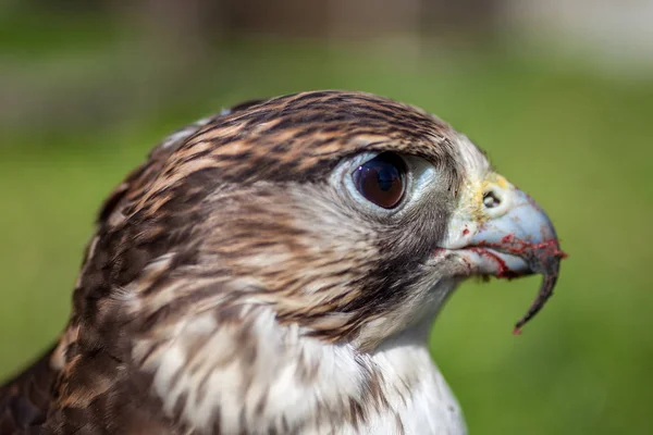 Falco con un becco insanguinato dopo un pasto — Foto Stock