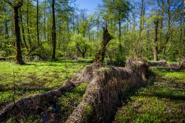 Güzel yeşil bahar orman manzara, nemli güneşli gün