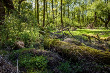 Güzel yeşil bahar orman manzara, nemli güneşli gün