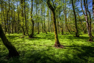 Güzel yeşil bahar orman manzara, nemli güneşli gün