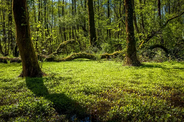 Beautiful green spring forest landscape, humid sunny day — Stock Photo, Image