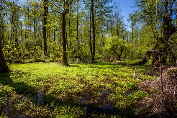 Beau paysage forestier printanier vert, journée ensoleillée humide — Photo