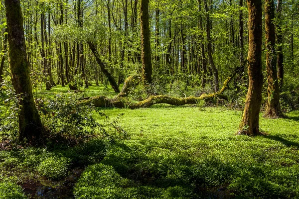 Зеленый весенний лесной пейзаж, сумерки солнечного дня — стоковое фото