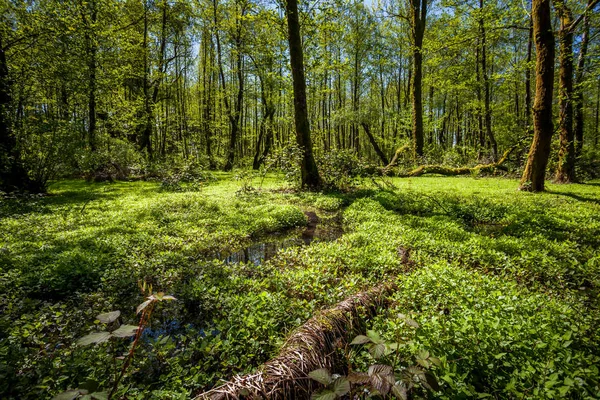 Güzel yeşil bahar orman manzara, nemli güneşli gün