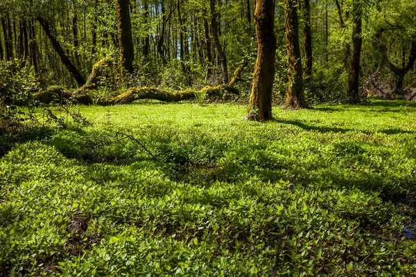 Beautiful green spring forest landscape, humid sunny day — Stock Photo, Image