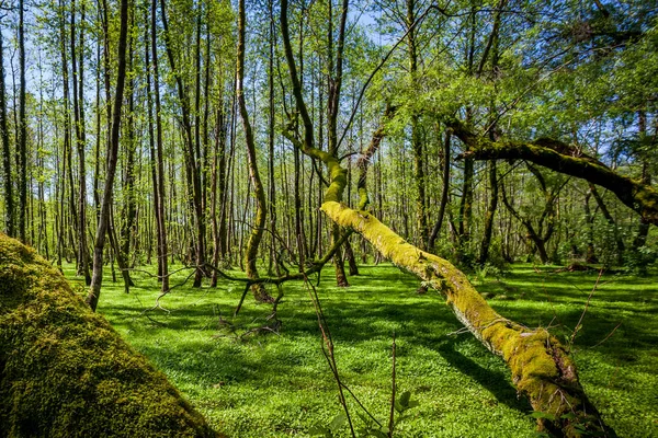 Beautiful green spring forest landscape, humid sunny day — Stock Photo, Image