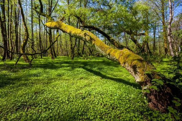 Hermoso paisaje de bosque de primavera verde, día soleado húmedo — Foto de Stock