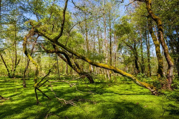 Зеленый весенний лесной пейзаж, сумерки солнечного дня — стоковое фото