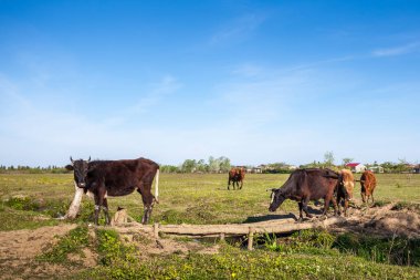 İnekler küçük bir nehir üzerinde ahşap bir köprü çapraz
