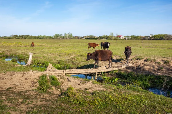 Cows cross a wooden bridge on a small river — Stock Photo, Image