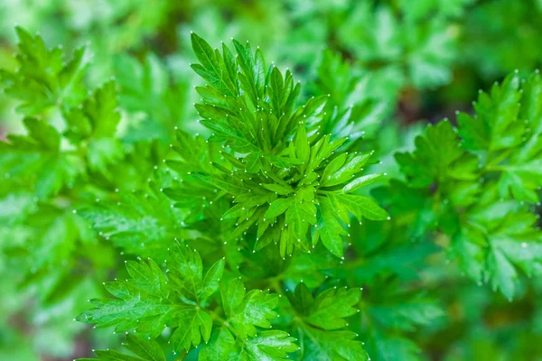 Świeże liście warzyw młodych, Zielona pietruszka — Zdjęcie stockowe