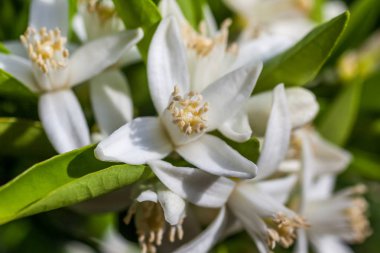 Bir mandalina ağacı çiçek arıya