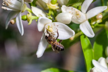 Bir mandalina ağacı çiçek arıya