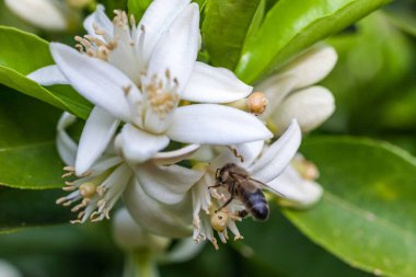 Bir mandalina ağacı çiçek arıya