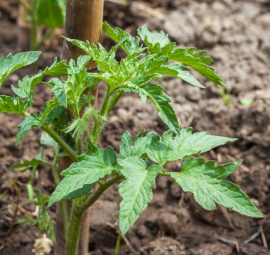 Sebze bahçesinde açık alanda genç domates bitki
