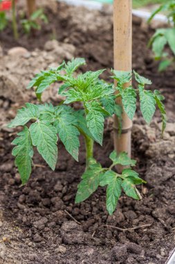 Sebze bahçesinde açık alanda genç domates bitki
