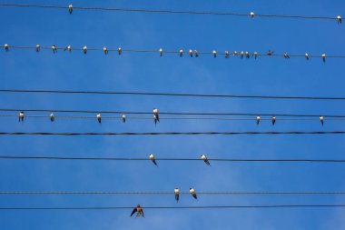Group of swallows sitting on electric wires
