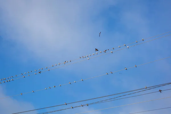 Skupina vlaštovky sedící na elektrické dráty — Stock fotografie