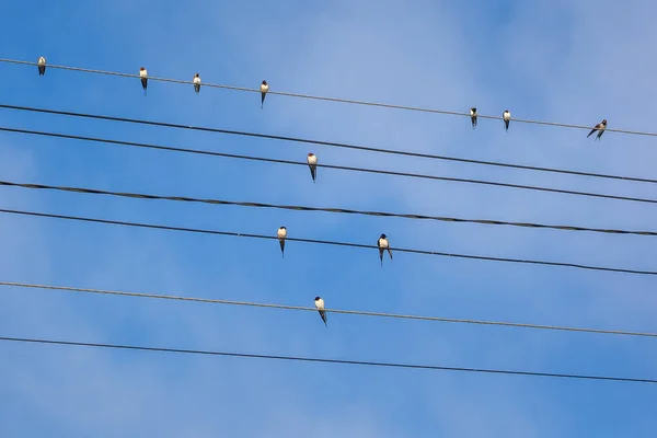 Група ластівок, що сидять на електричних дротах — стокове фото