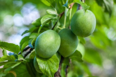 Şube ile evde bir bahçede yeşil erik (tkemali).