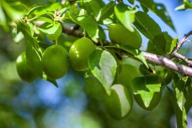 Şube ile evde bir bahçede yeşil erik (tkemali).