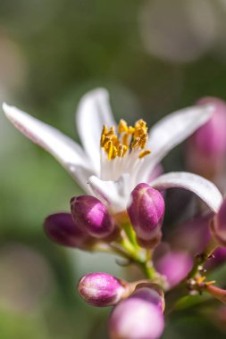 Bir limon ağacı yaprakları arasında çiçek. Yakın çekim