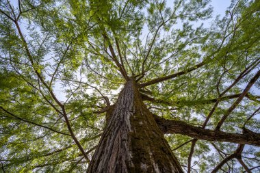 selvi dalları bataklık üzerinde mavi gökyüzü, bahar.