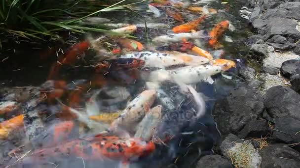 日本鱼叫鲤鱼或多彩的锦鲤鱼，许多鱼游泳在池塘里，巴统，格鲁吉亚的很多颜色 — 图库视频影像