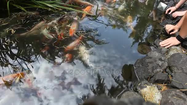 Japán hal hívja ponty vagy Koi hal színes, sok halak sok színes, úszás a tóban, Batumi, Grúzia — Stock videók