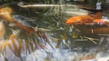 Japonya fish der sazan ya da Koi balıkları renkli, birçok birçok renk gölet, Batum, Gürcistan Yüzme balıklar