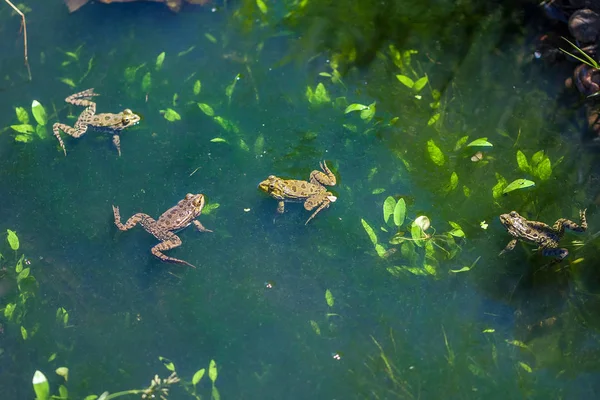 Mundo animal, ranas en el pantano, mirando a su alrededor —  Fotos de Stock