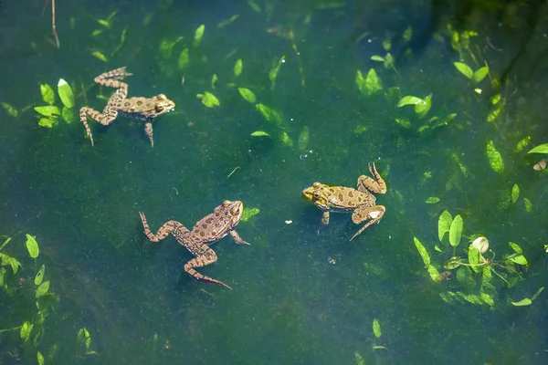 Mundo animal, ranas en el pantano, mirando a su alrededor —  Fotos de Stock