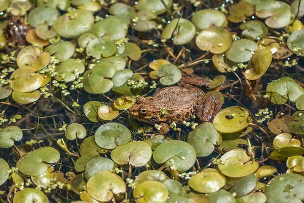 Mundo animal, rana en el pantano, mirando a su alrededor —  Fotos de Stock
